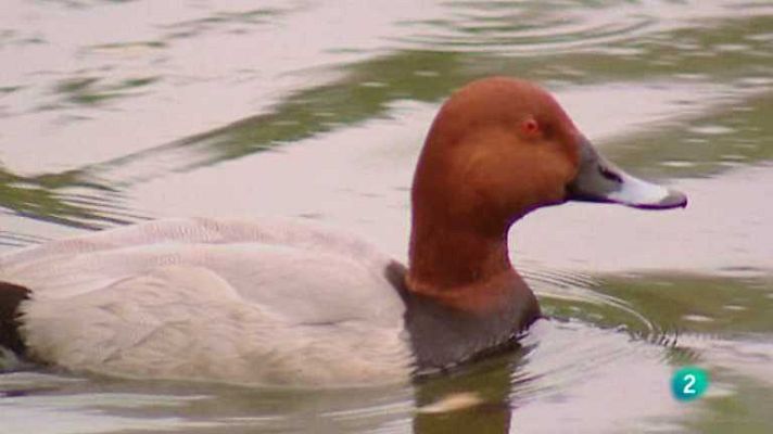 Biodiario - El pato buceador