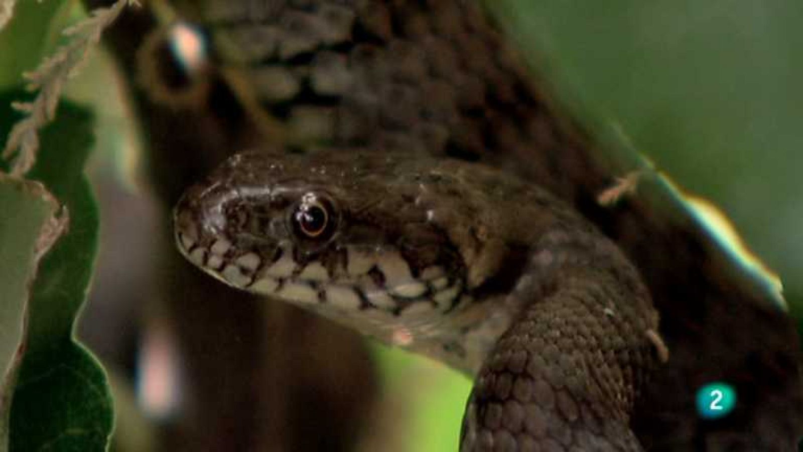 Biodiario - 22/08/12 - Ver ahora