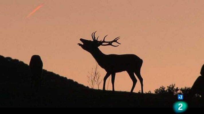 Descubriendo el comportamiento animal - Fecundación a la carta