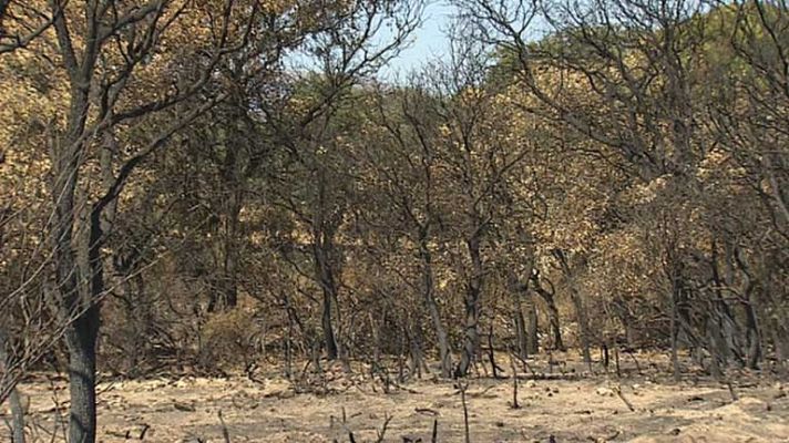 Telediario 1 - Estudiando los incendios