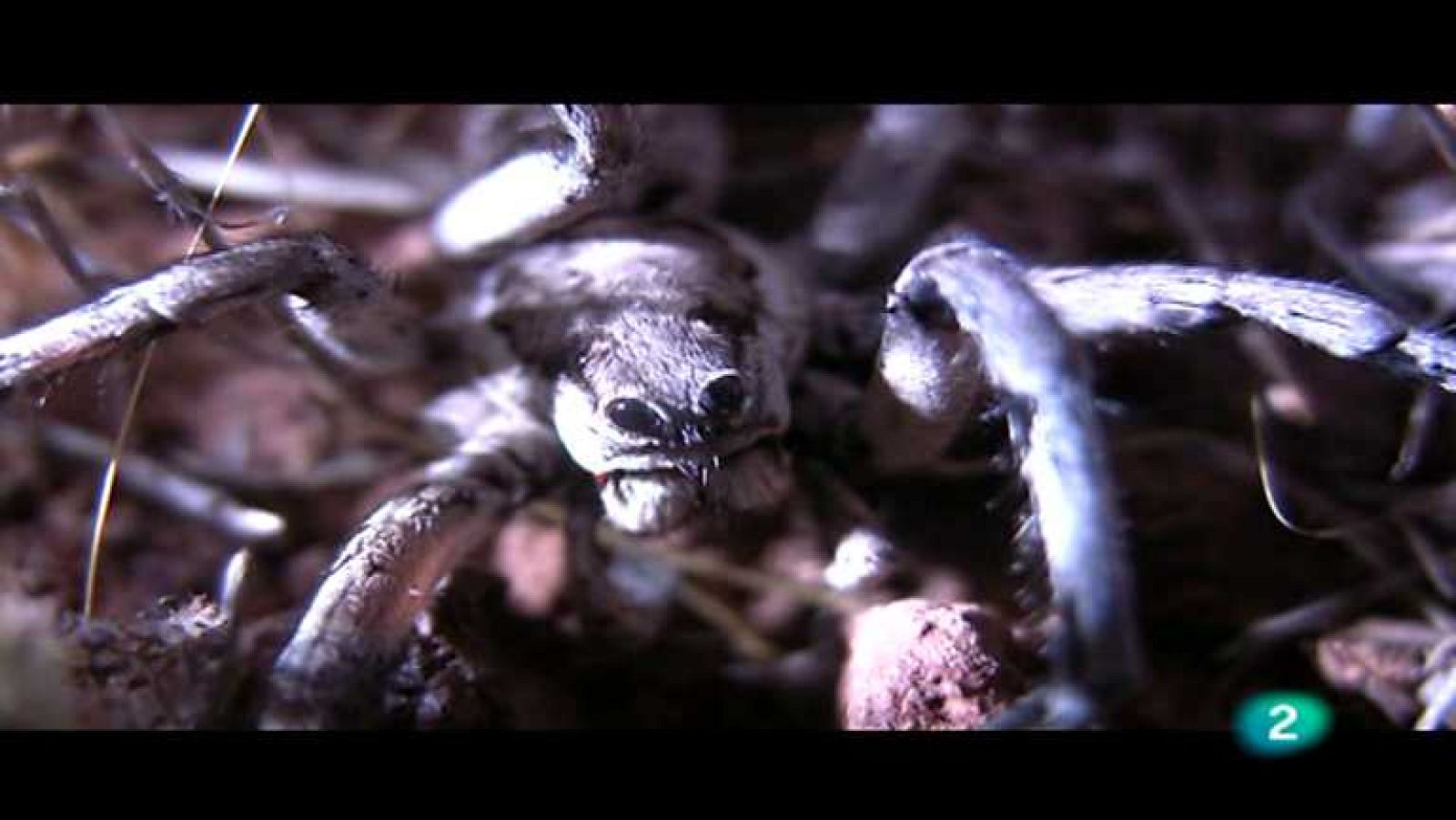 Descubriendo el comportamiento animal - Amar peligrosamente - ver ahora