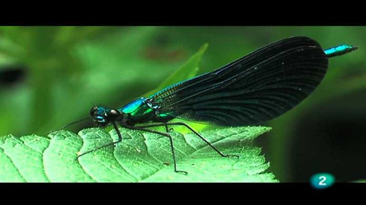 Descubriendo el comportamiento animal - Paternidad conflictiva