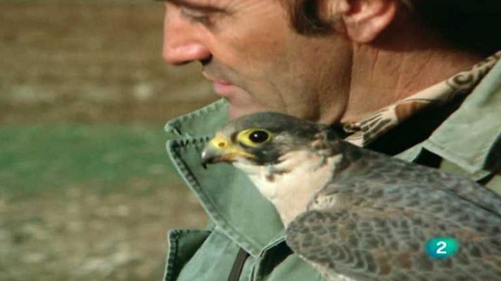 El hombre y la Tierra - Altanería, 2