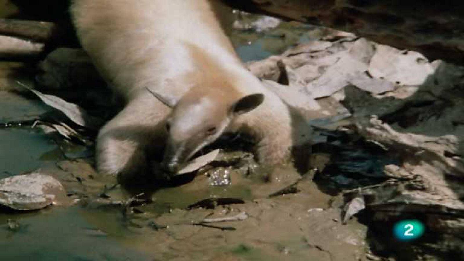 El hombre y la Tierra (Serie venezolana) - Presentación- Ver ahora