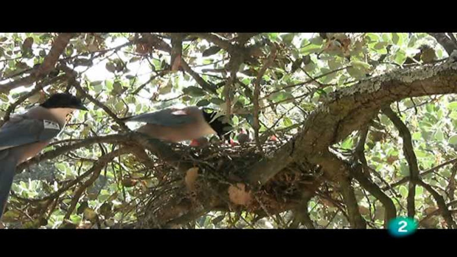 Descubriendo el comportamiento animal - Ayudantes de cría