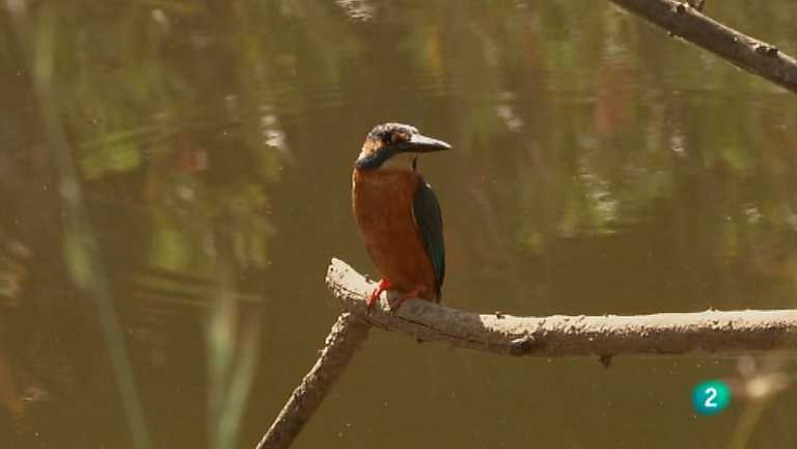 Biodiario - 29/08/12