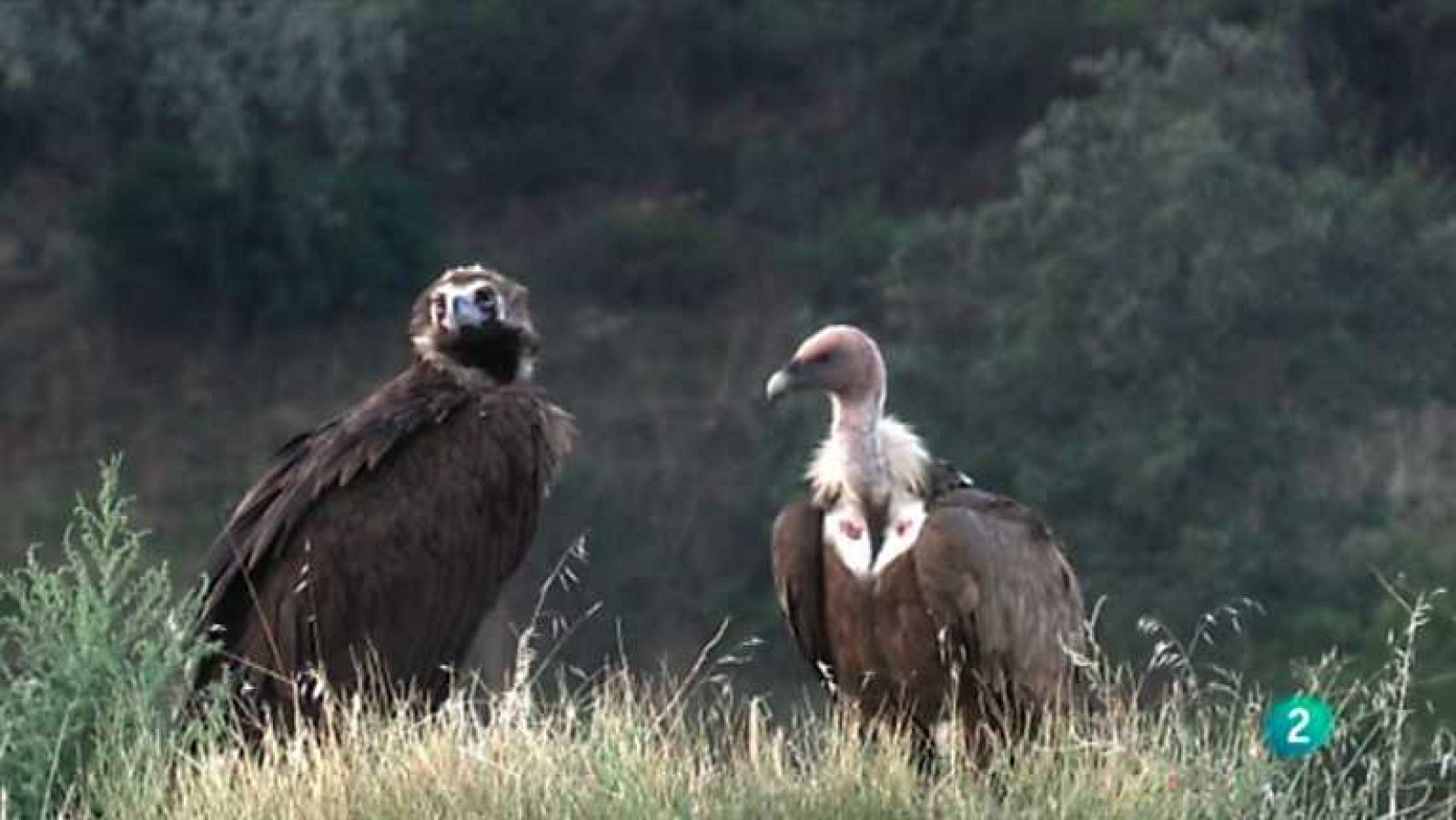 Descubriendo el comportamiento animal - Reyes de la Dehesa - Ver ahora