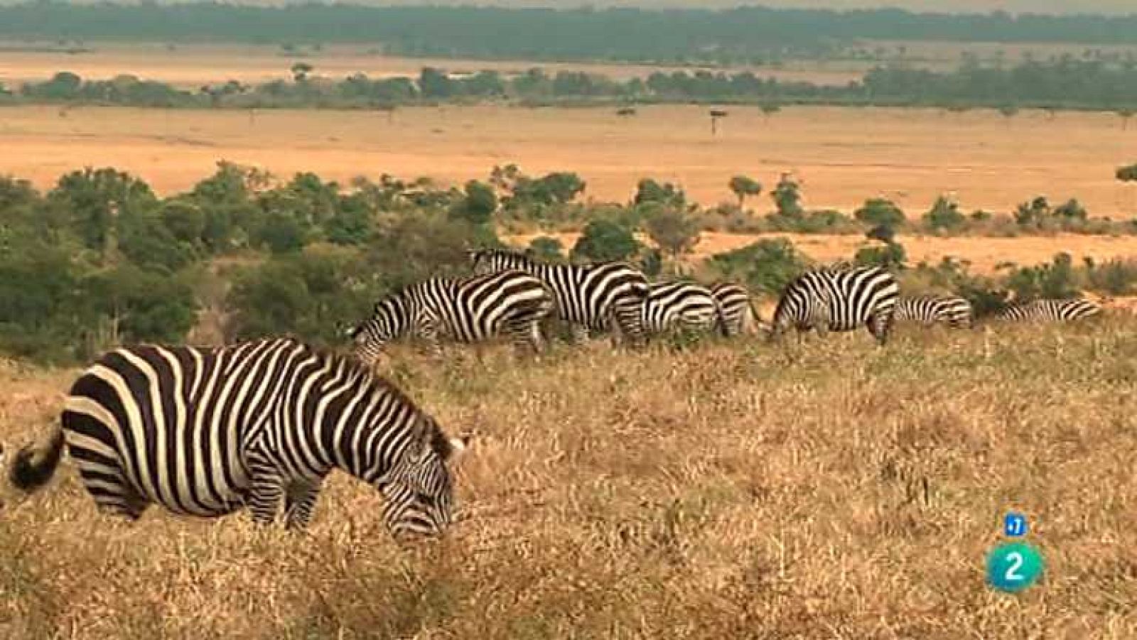 Grandes documentales - Sabana - Ver ahora