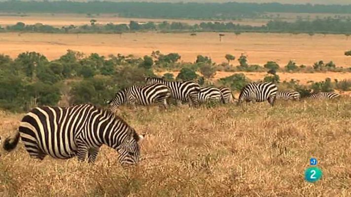 Grandes documentales - Sabana