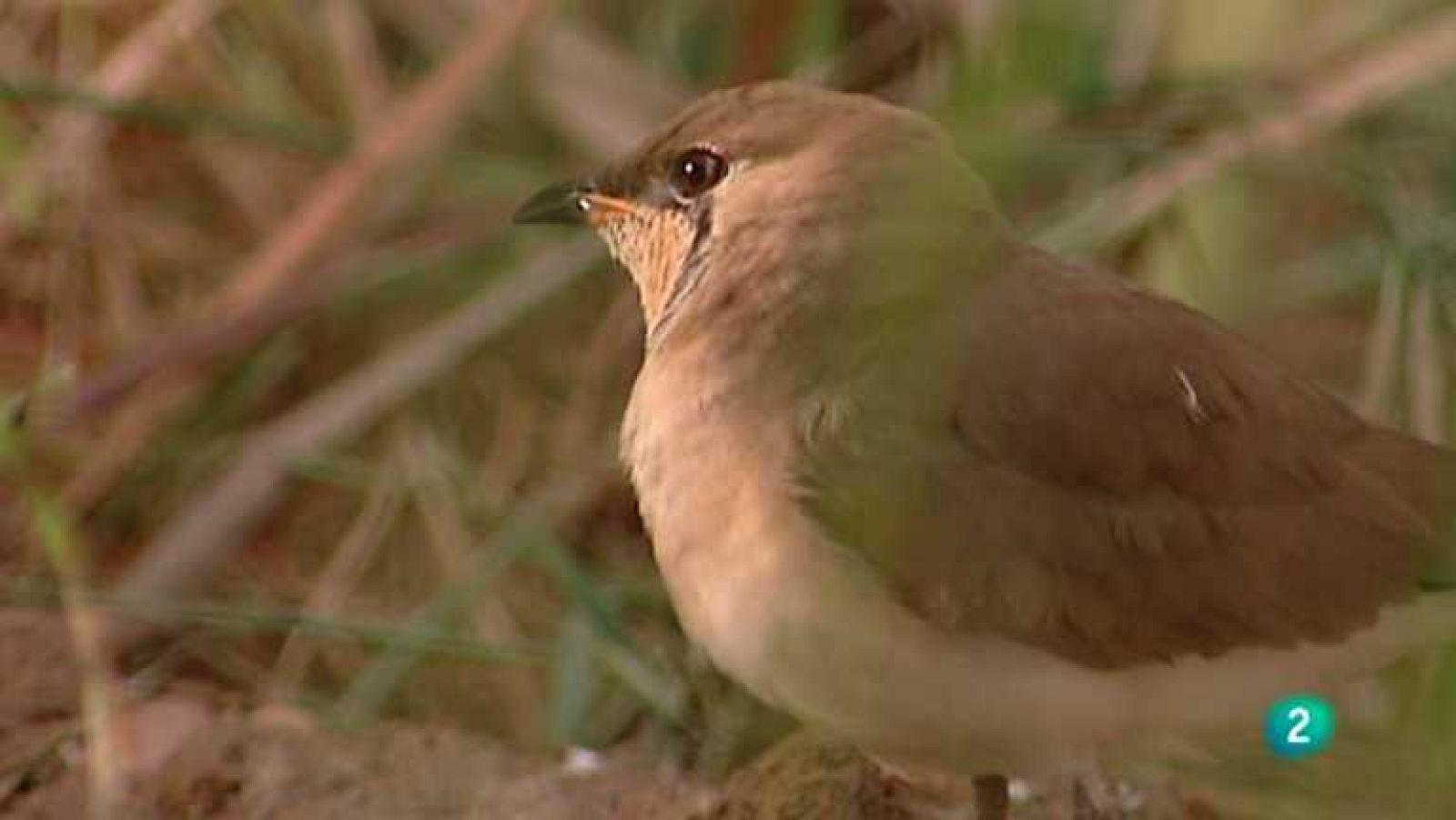 Biodiario - 30/08/12 - Ver ahora
