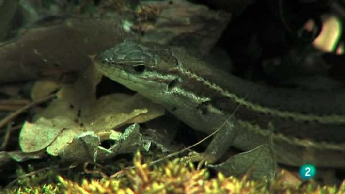 Descubriendo el comportamiento animal - Cautivos del bosque