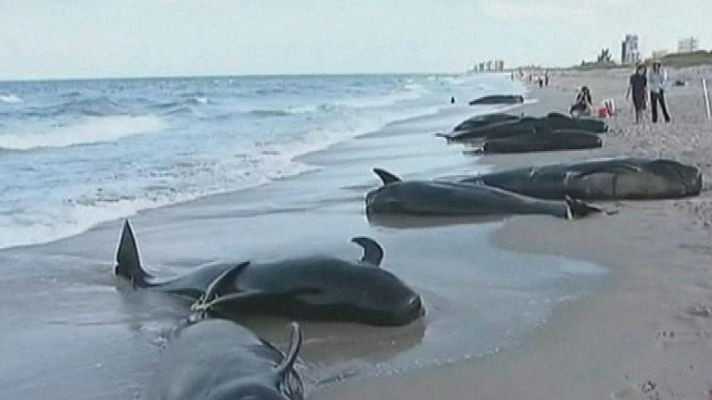  - Una veintena de ballenas piloto llegan a una playa de Florida