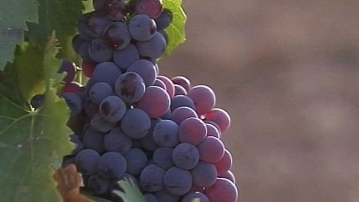 Telediario 1 - Fiesta de la vendimia