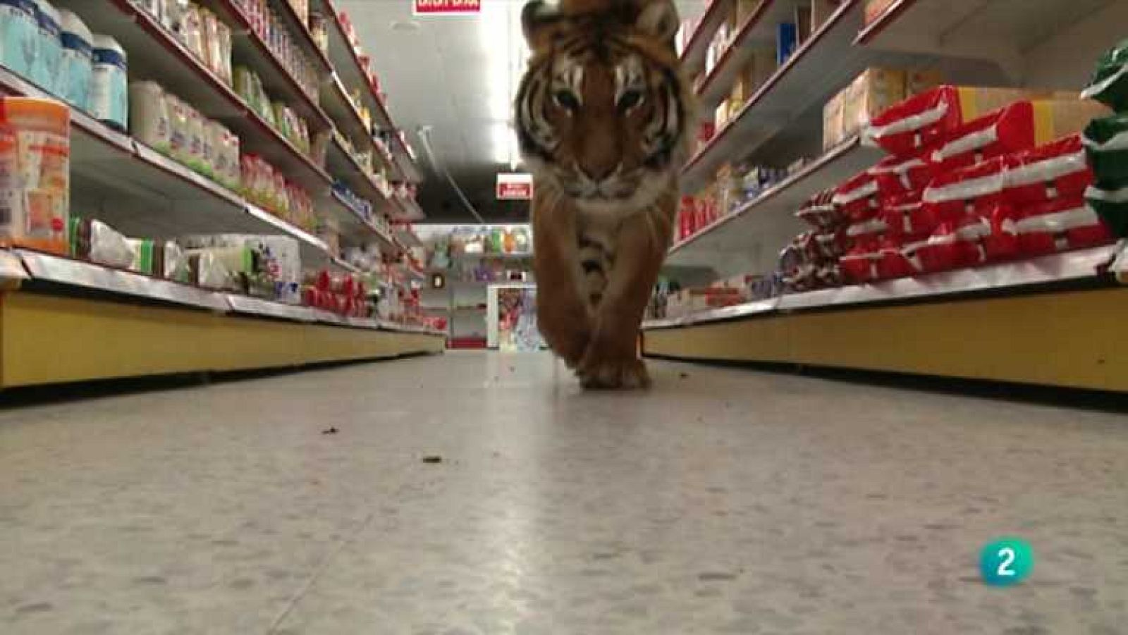 Descubriendo el comportamiento animal - Comer o ser comido - Ver ahora