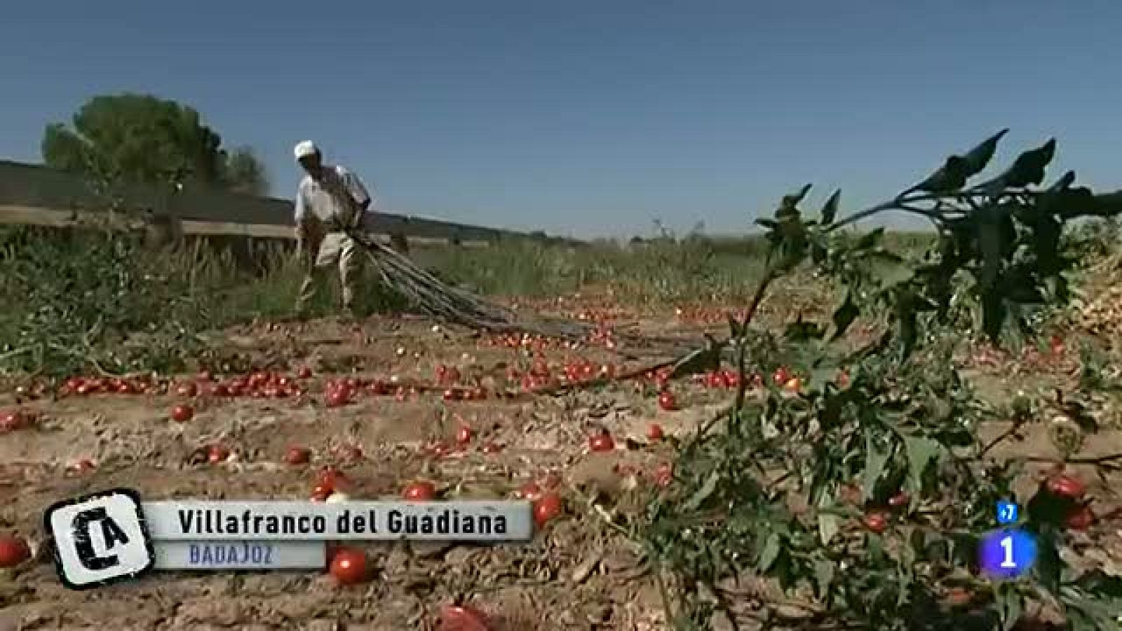 Comando Actualidad -Villafranco del Guadiana - Cultivo para la producción de tomate concentrado