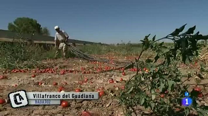 Comando Actualidad - Futuro gracias al tomate