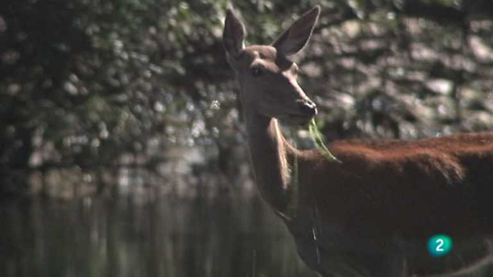 Biodiario - 06/09/12 - Ver ahora