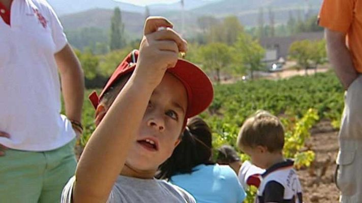 Telediario 1 - Conocer el proceso de Vendimia