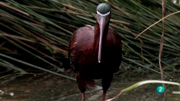 Biodiario - Biodiario - 11/09/12