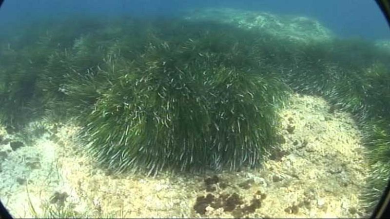 Las anclas de embarcaciones ponen en peligro en Baleares al ecosistema