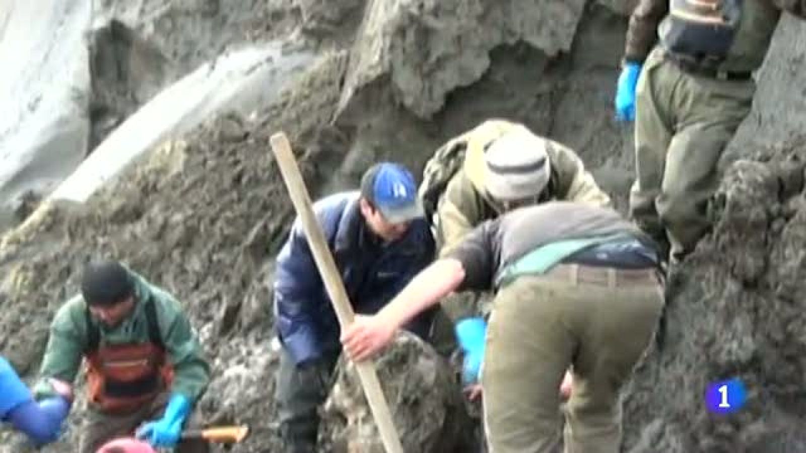 Hallan en Rusia células de mamut en buen estado para su posible clonación | Ver