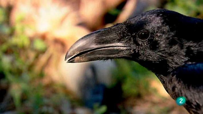 Biodiario - Biodiario - 19/09/12