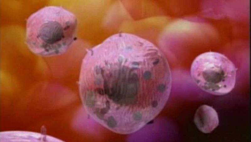 Científicos españoles descubren la clave para saber cuánto puede vivir un ratón