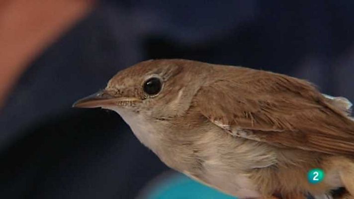 El escarabajo verde - Volando voy, volando vengo 1