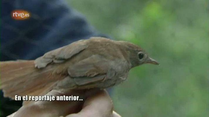 El escarabajo verde - Volando voy 2