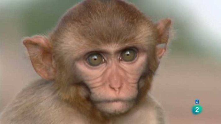 Grandes documentales - Emociones animales