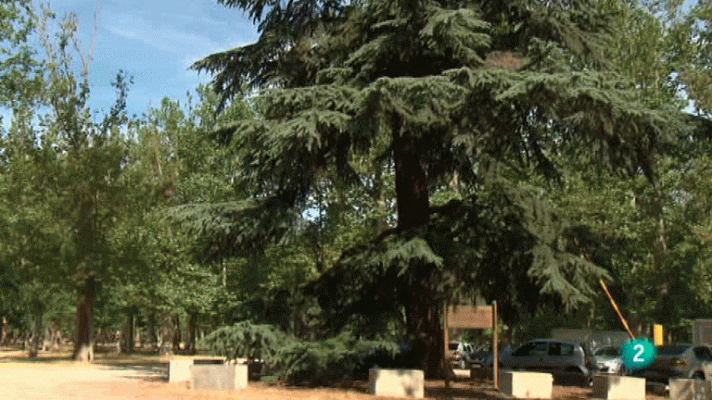 La aventura del Saber - Árboles singulares