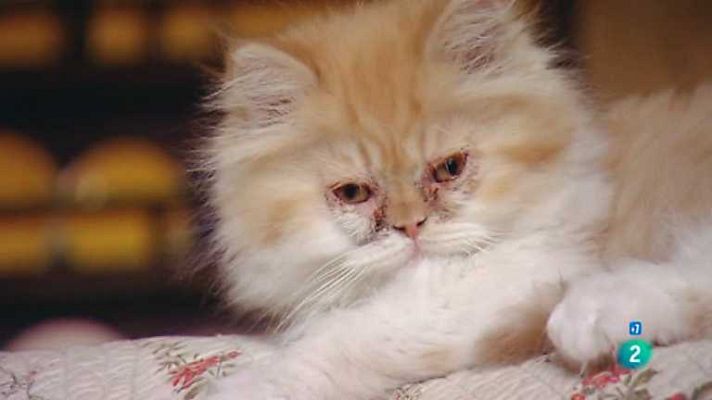 Grandes documentales - Juego animal