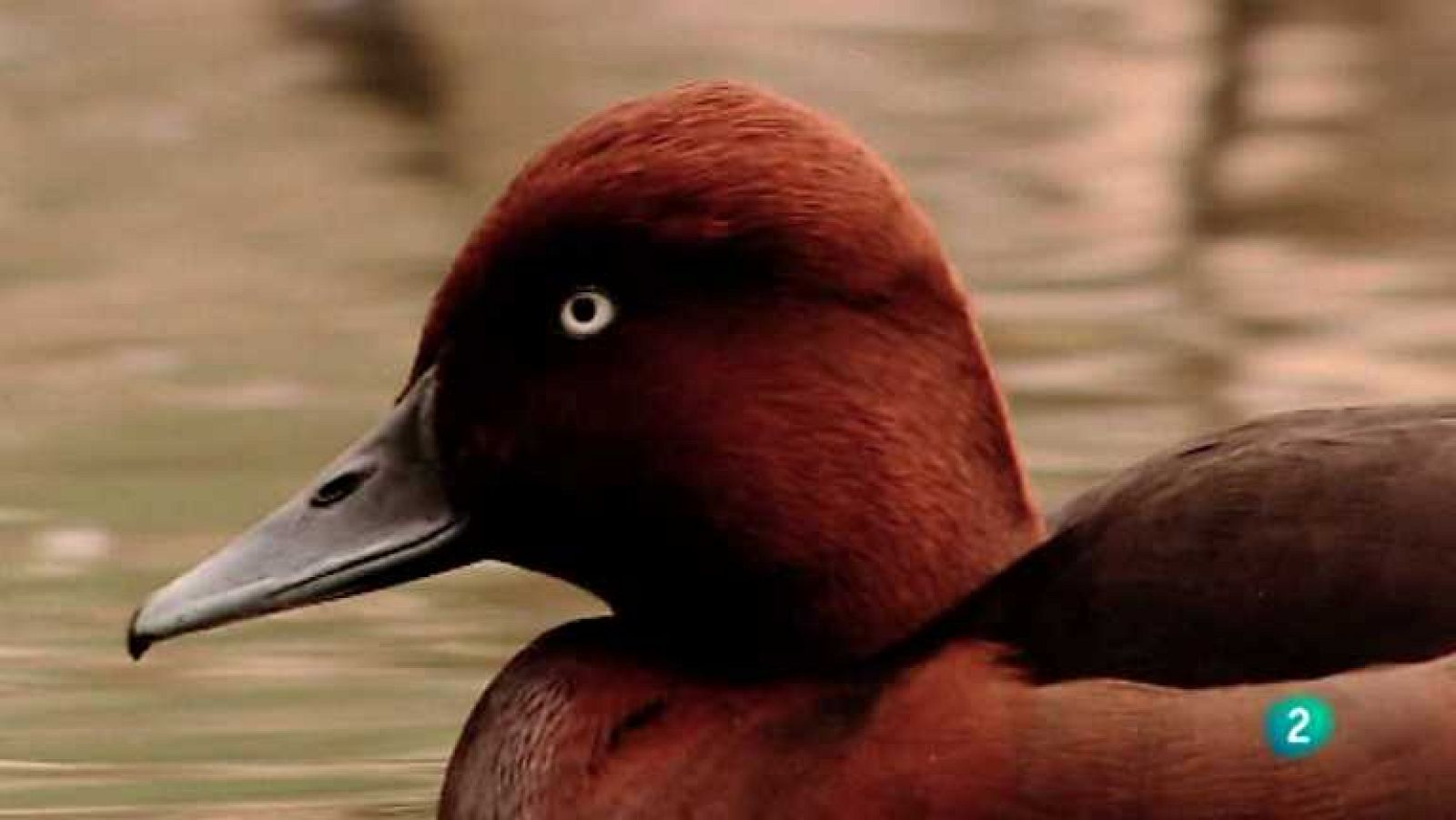 Biodiario - 04/10/12 - ver ahora