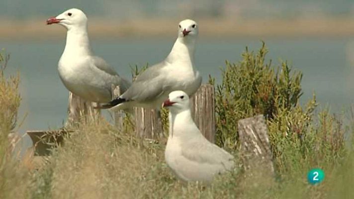El escarabajo verde - Volando voy, volando vengo 2