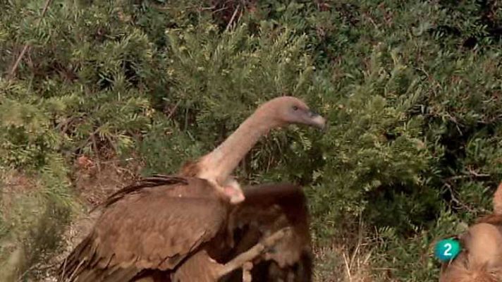 Biodiario - Biodiario - 08/10/12