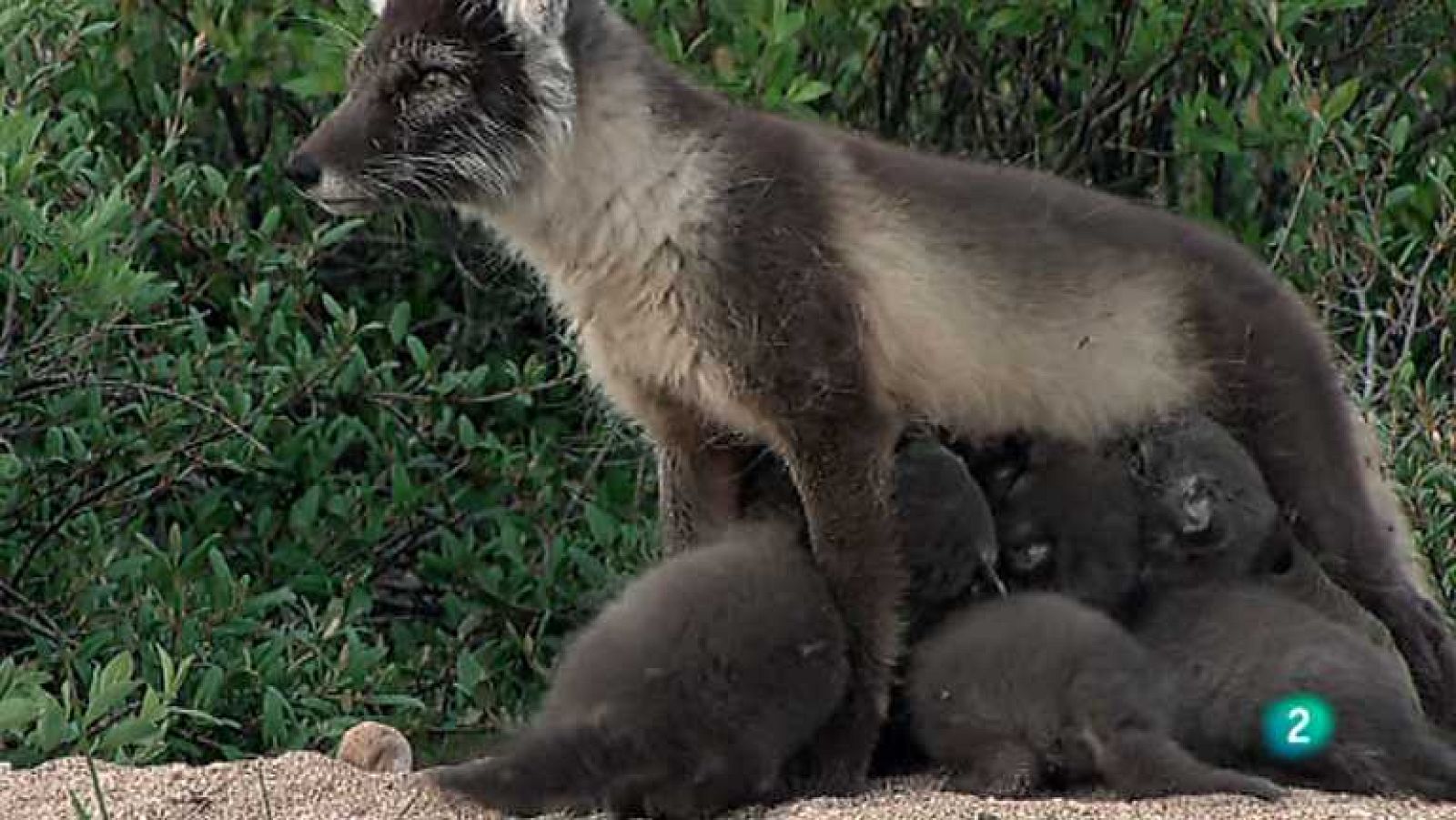 Grandes documentales - El zorro polar - ver ahora