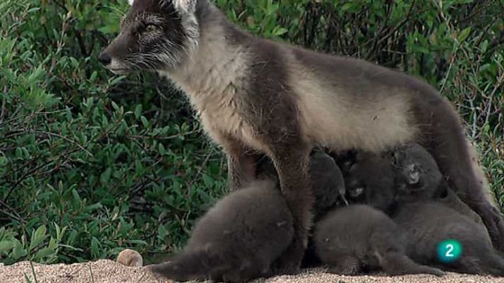 Grandes documentales - El zorro polar