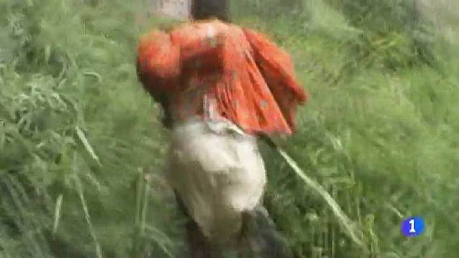 Correr para sobrevivir | Ver