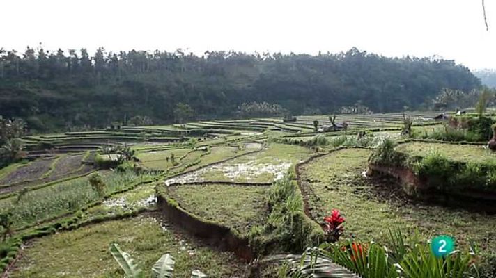 Grandes documentales - La línea de Wallace