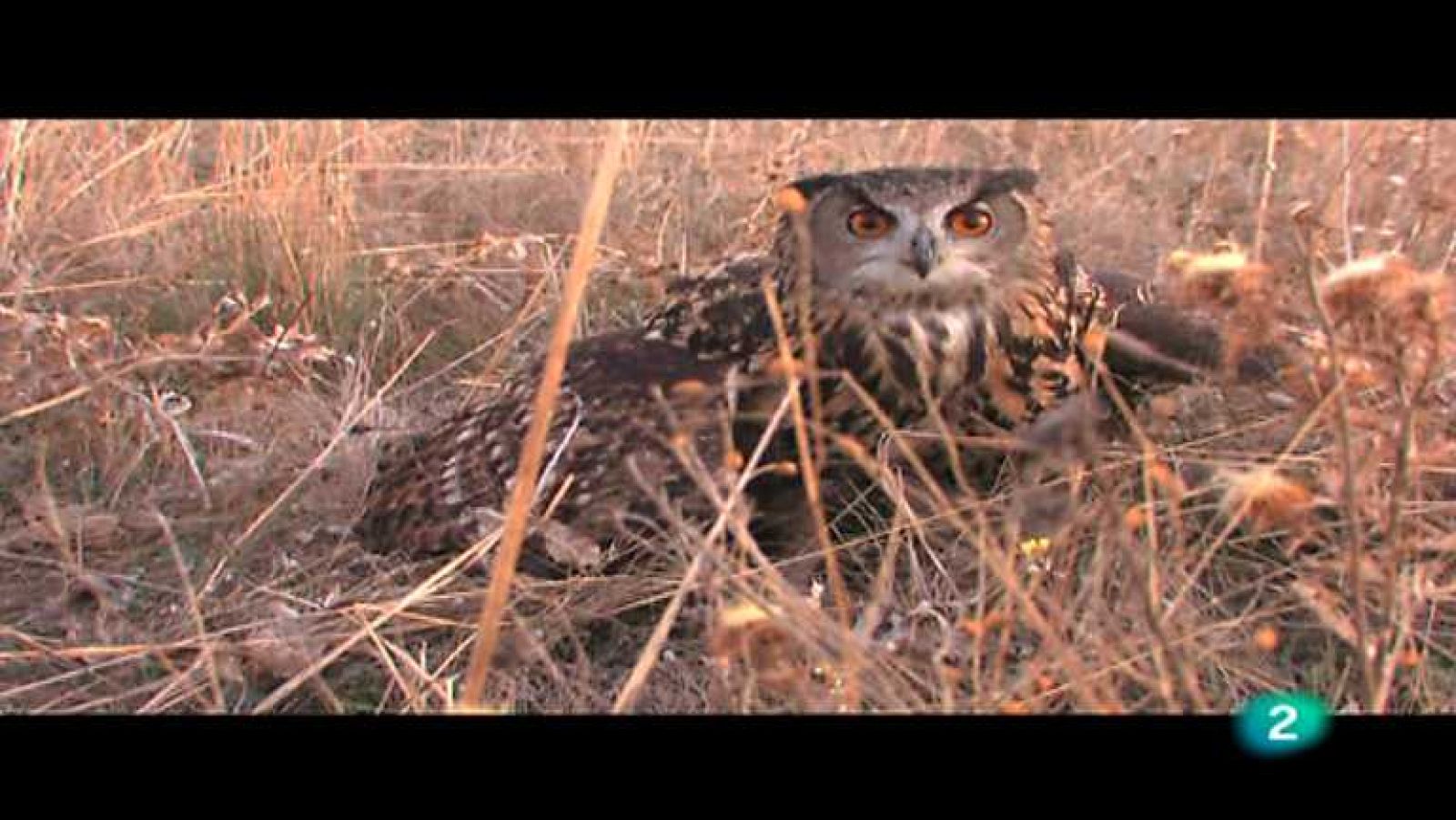El documental - Al caer el sol (El gran duque) - ver ahora