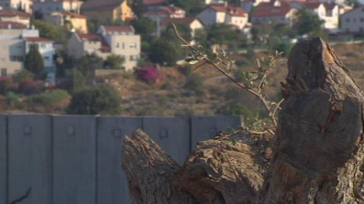 Telediario 1 - Comienza la recogida de aceituna en los territorios palestinos, clave en su débil economía