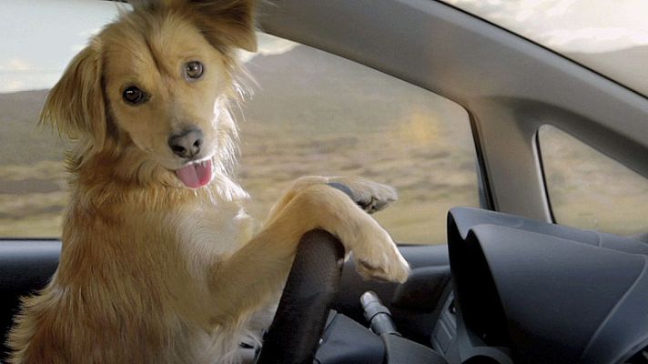 Telediario 1 - Camapaña contra abandono animales