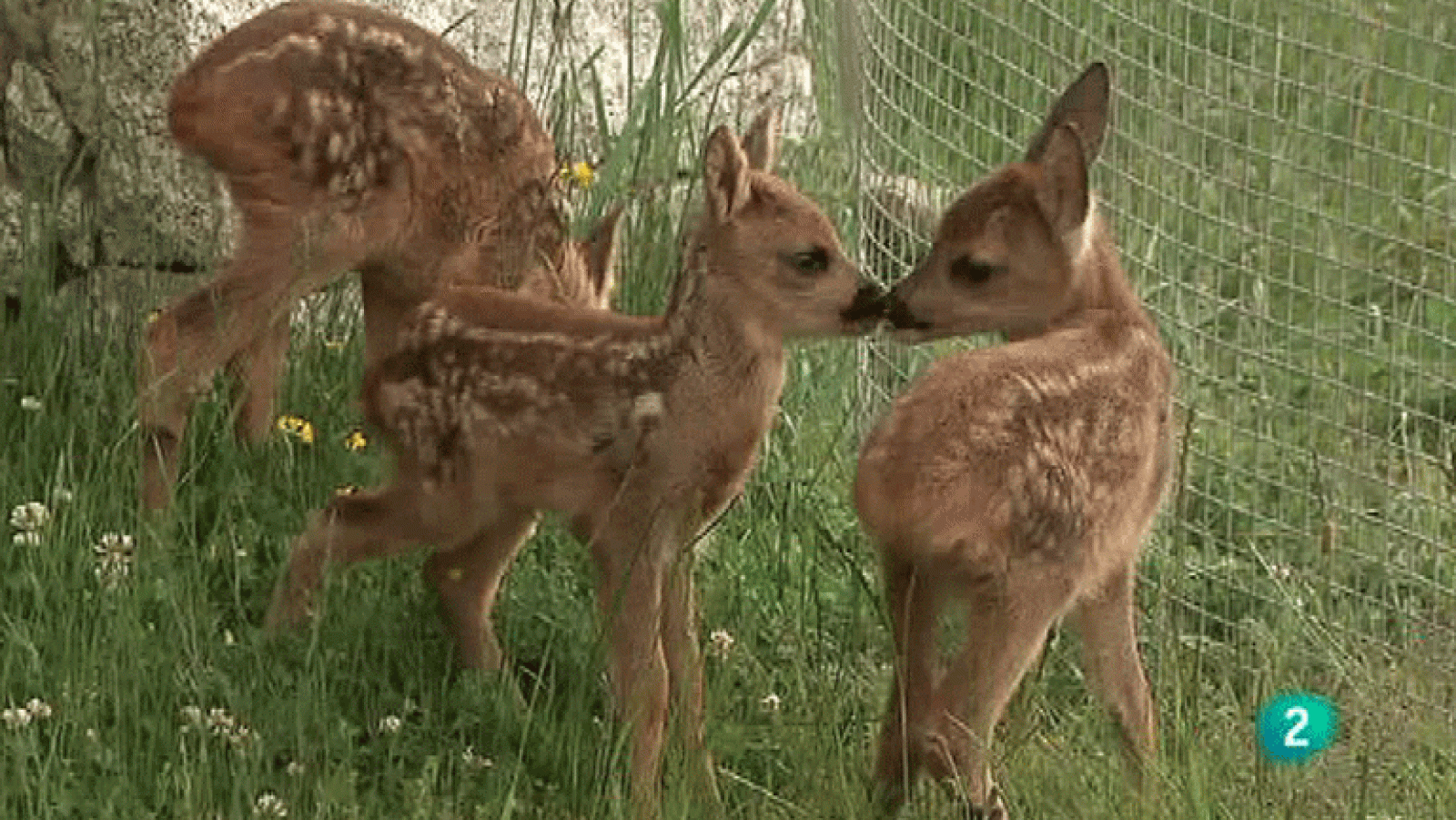 La Aventura del Saber. Pepe Guillén. Naturalista