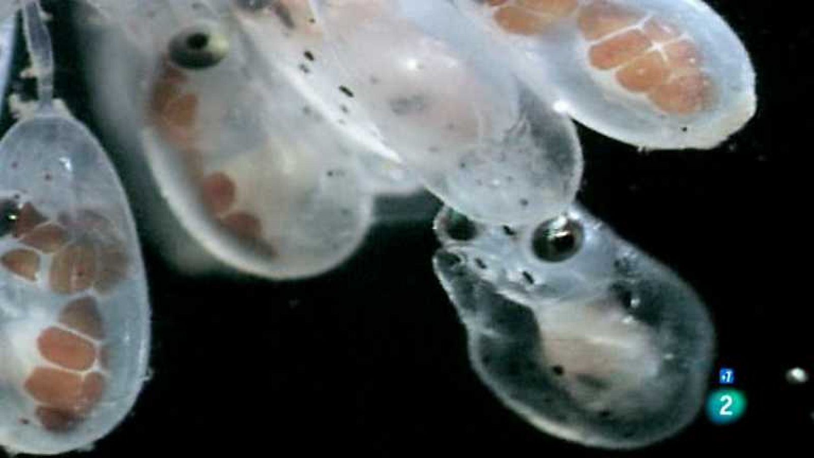 Grandes documentales - Sexo bajo el mar - ver ahora