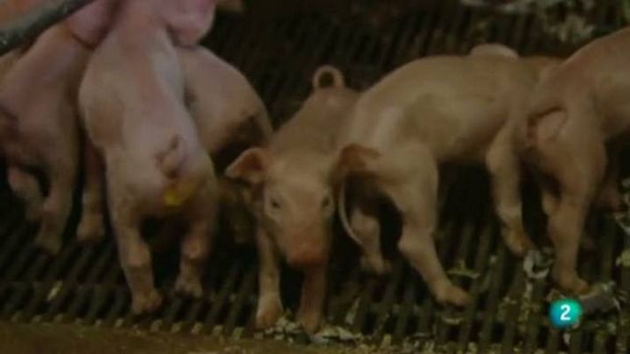 Para todos La 2 - La ganadería