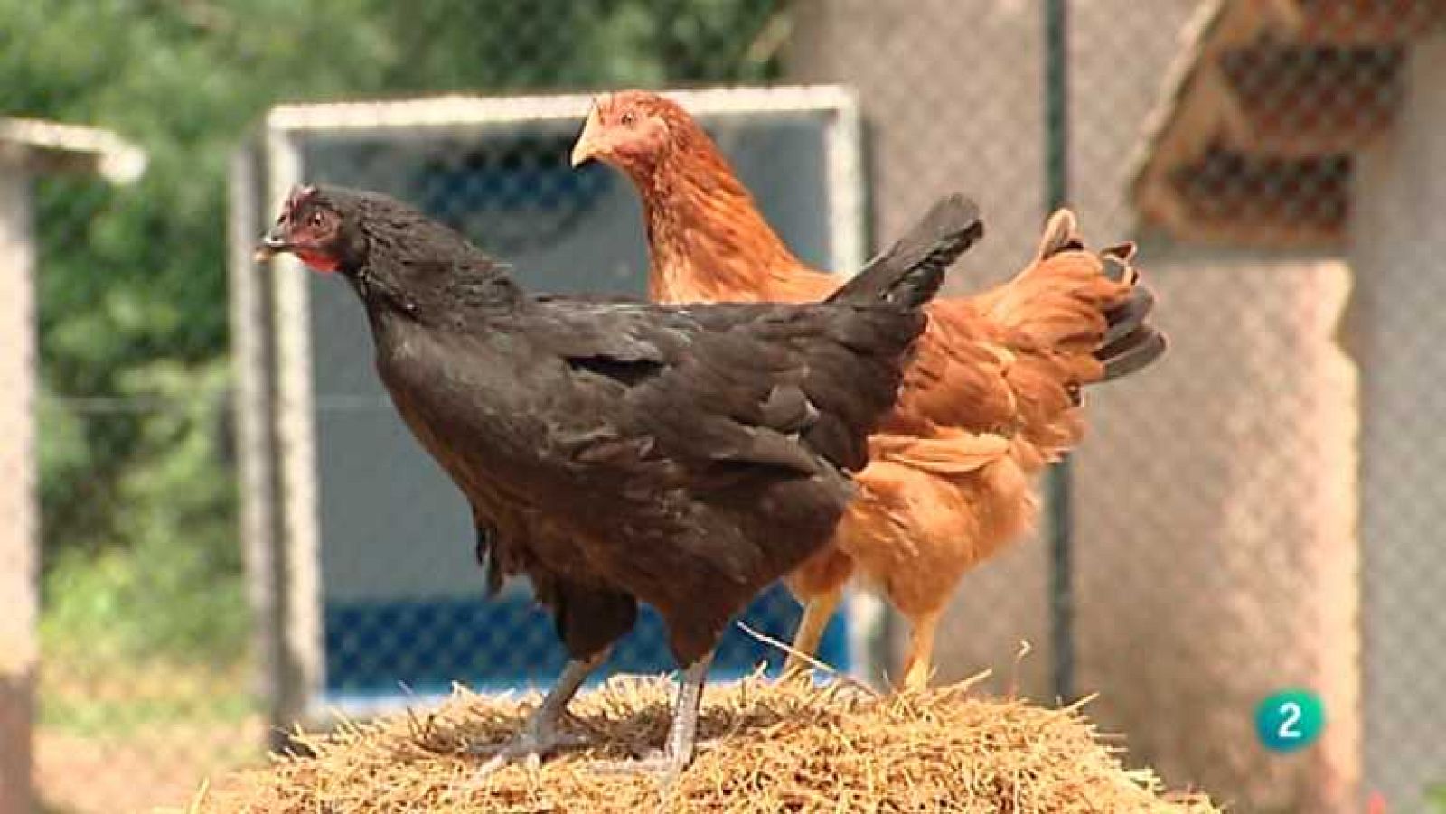 Para todos La 2 - 19/10/12 - ver ahora