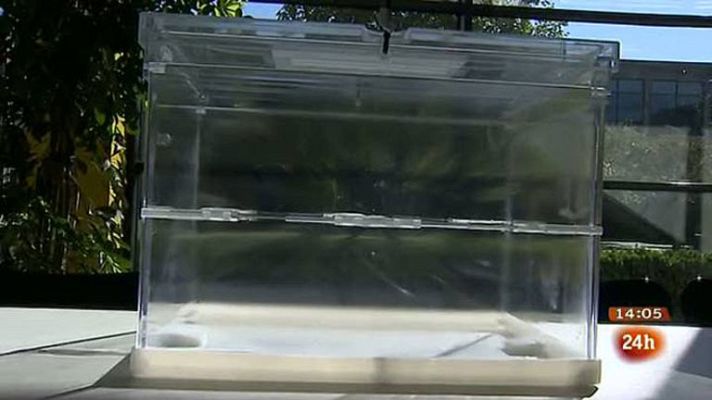 Informativo 24h - Un total de 55 millones de papeletas y 4.028 mesas en los comicios gallegos