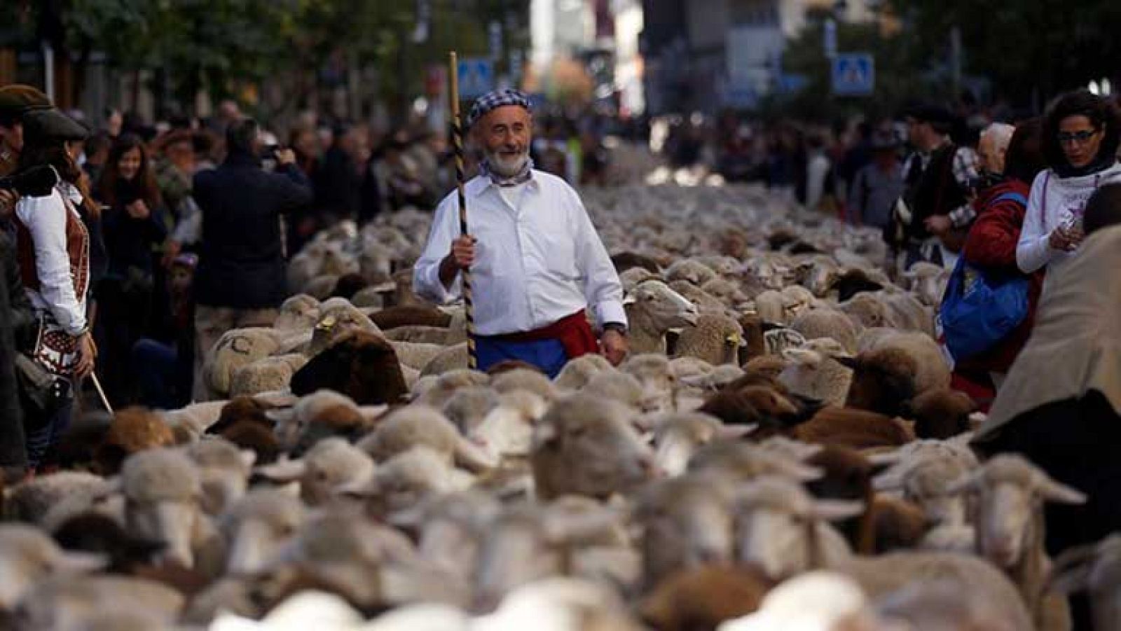 La Fiesta de la Trashumancia reivindica las vías pecuarias en el centro de Madrid