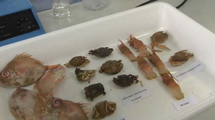 Telediario 1 - El consumo de pescado en el mundo