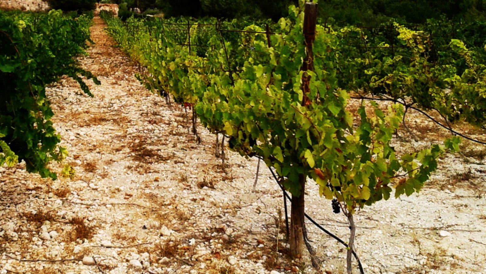 Crónicas - Utopías cercanas - Avance - Crónicas | Ver